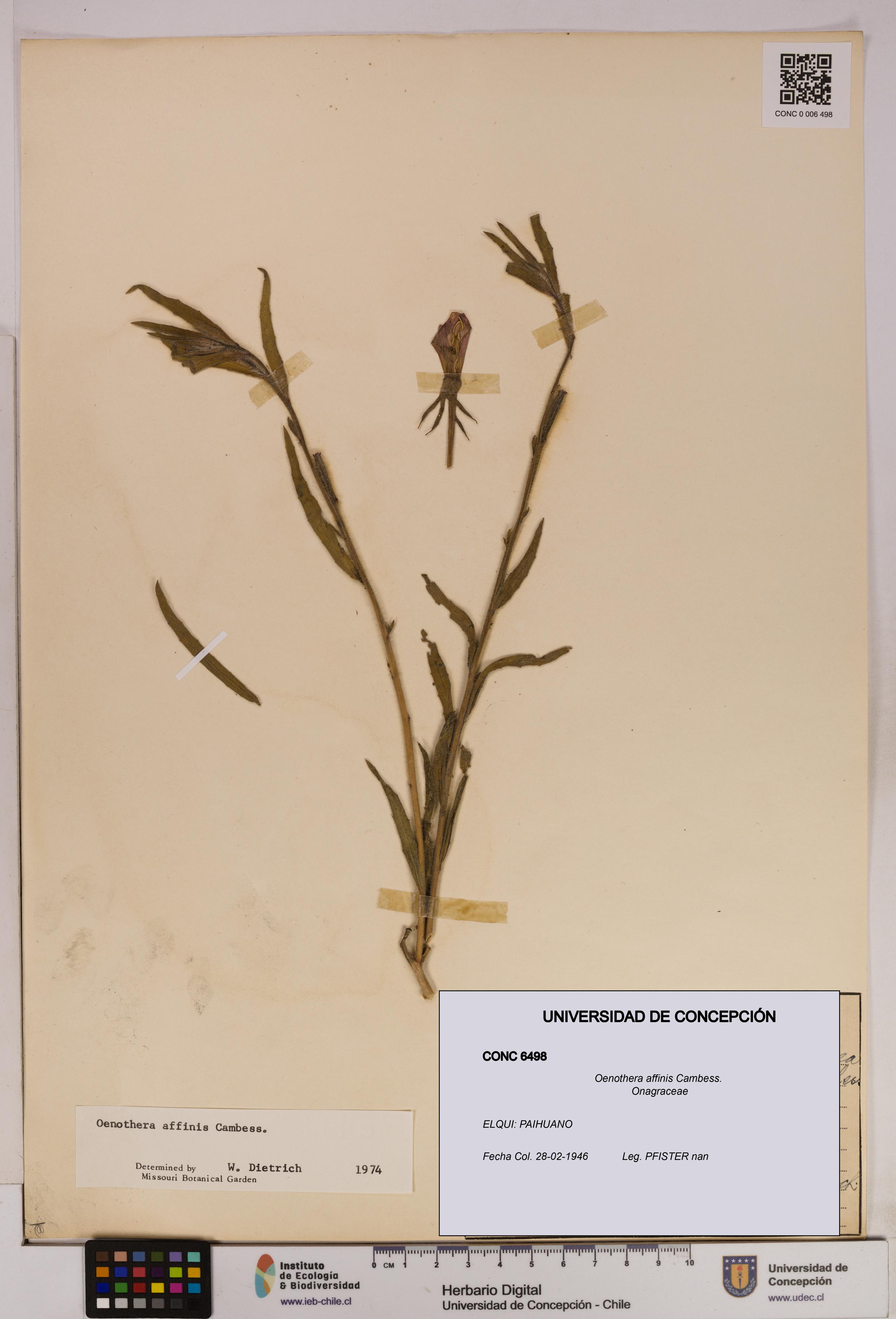 Oenothera affinis [Espécimen: UDEC:CONC:0006498]