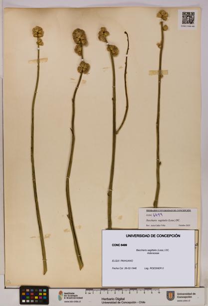 Baccharis sagittalis [Espécimen: UDEC:CONC:0006499]