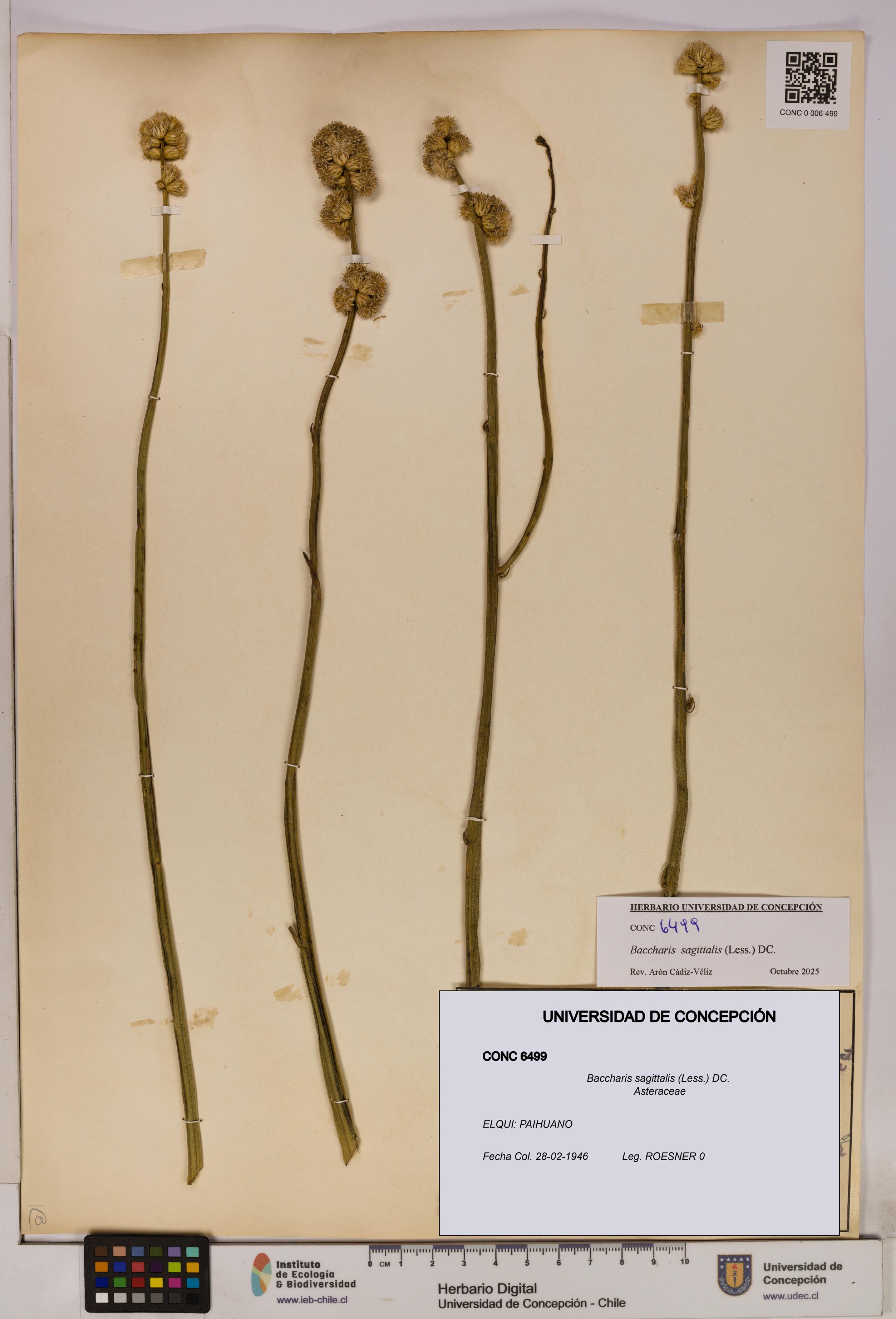 Baccharis sagittalis [Espécimen: UDEC:CONC:0006499]