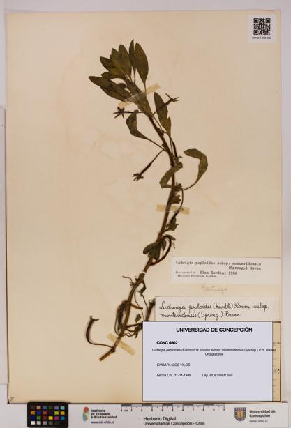 Ludwigia peploides [Espécimen: UDEC:CONC:0006502]