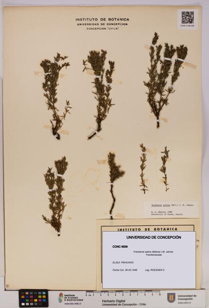 Frankenia salina [Espécimen: UDEC:CONC:0006509]