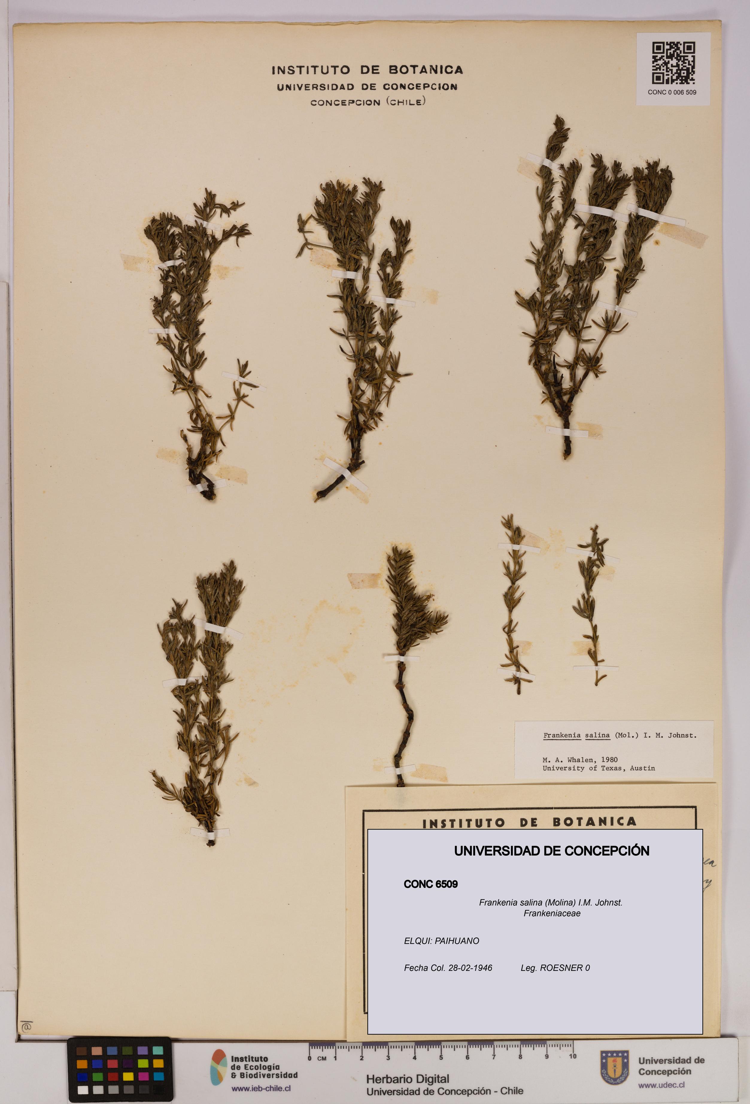 Frankenia salina [Espécimen: UDEC:CONC:0006509]