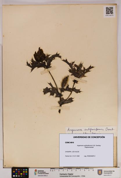 Argemone subfusiformis [Espécimen: UDEC:CONC:0006510]