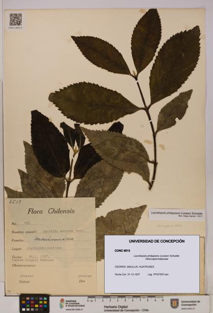 Laureliopsis philippiana [Espécimen: UDEC:CONC:0006513]