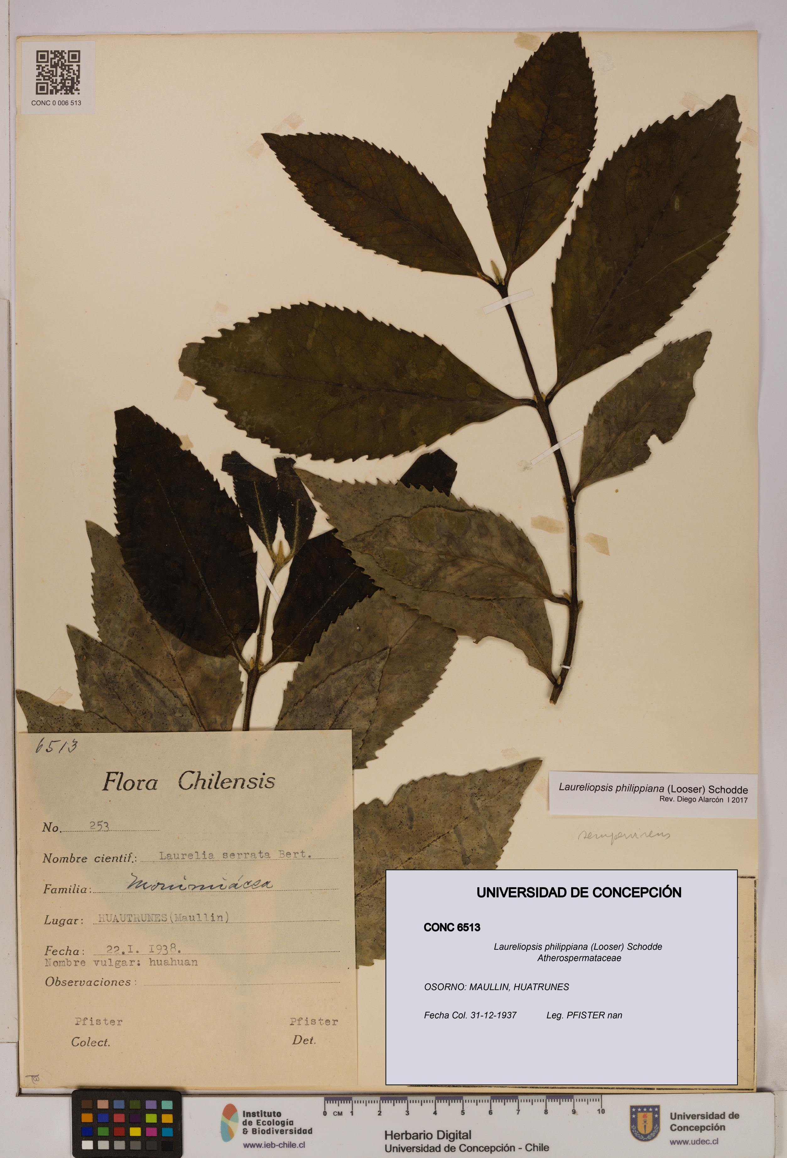 Laureliopsis philippiana [Espécimen: UDEC:CONC:0006513]