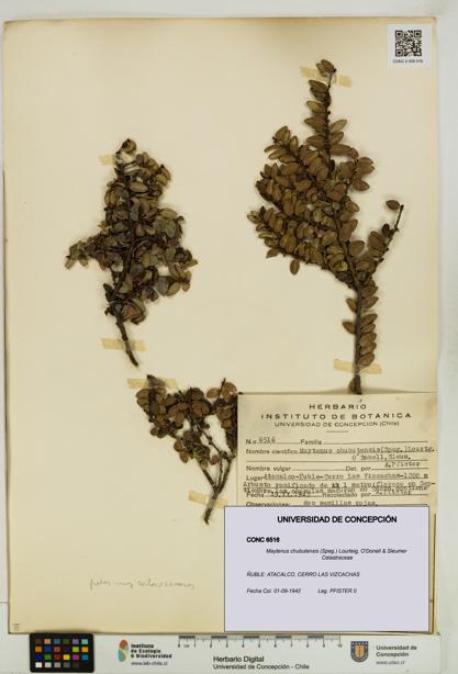Maytenus chubutensis [Espécimen: UDEC:CONC:0006516]