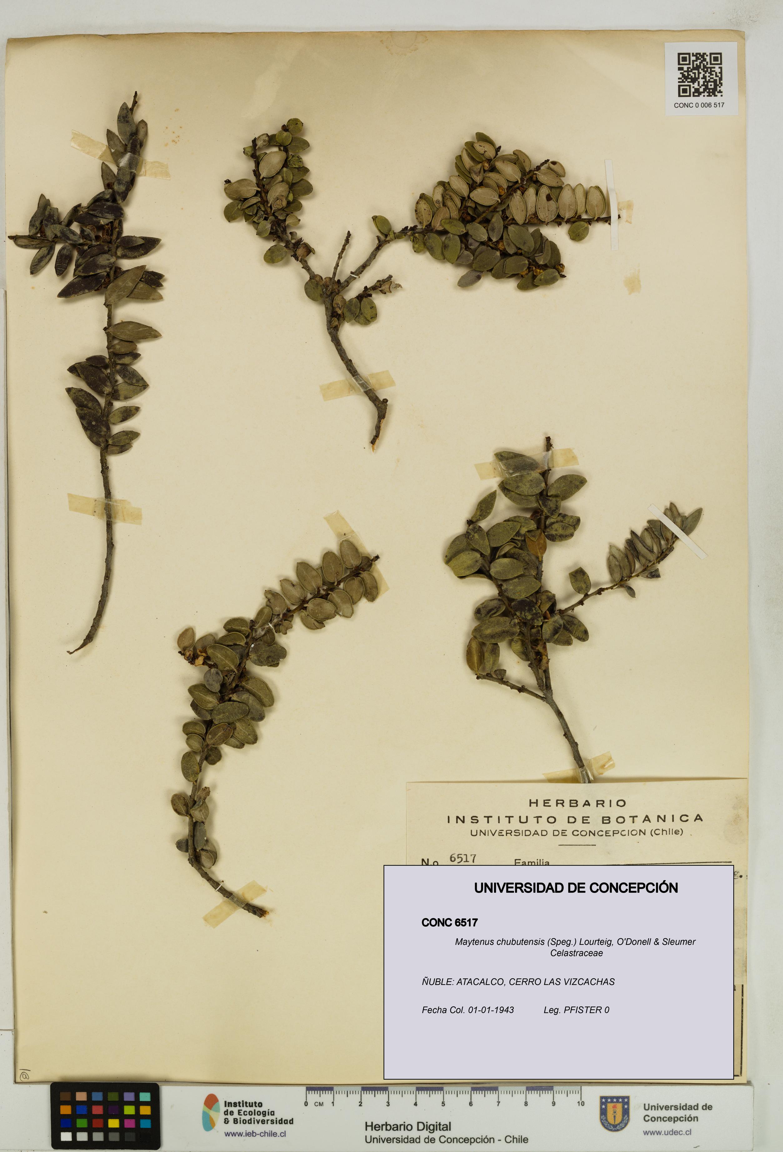 Maytenus chubutensis [Espécimen: UDEC:CONC:0006517]