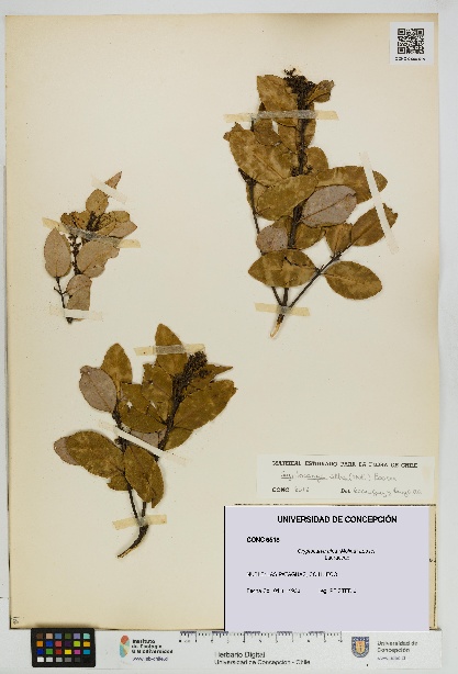 Cryptocarya alba [Espécimen: UDEC:CONC:0006518]