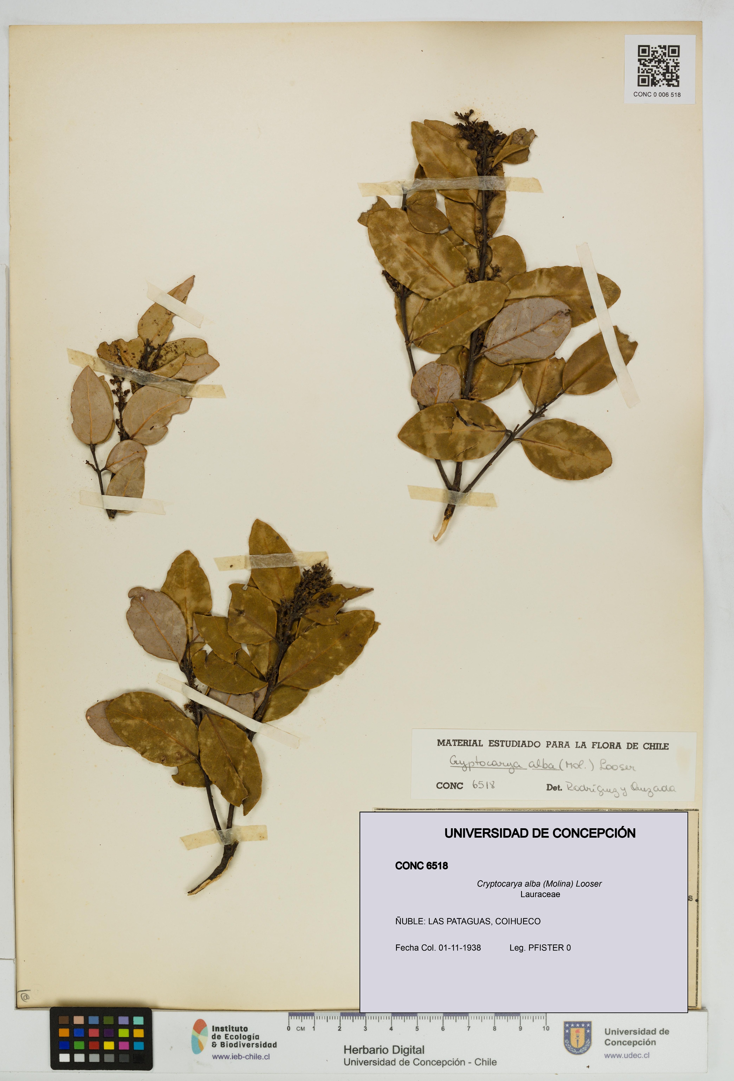 Cryptocarya alba [Espécimen: UDEC:CONC:0006518]