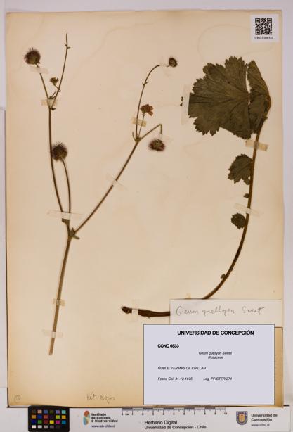 Geum quellyon [Espécimen: UDEC:CONC:0006533]