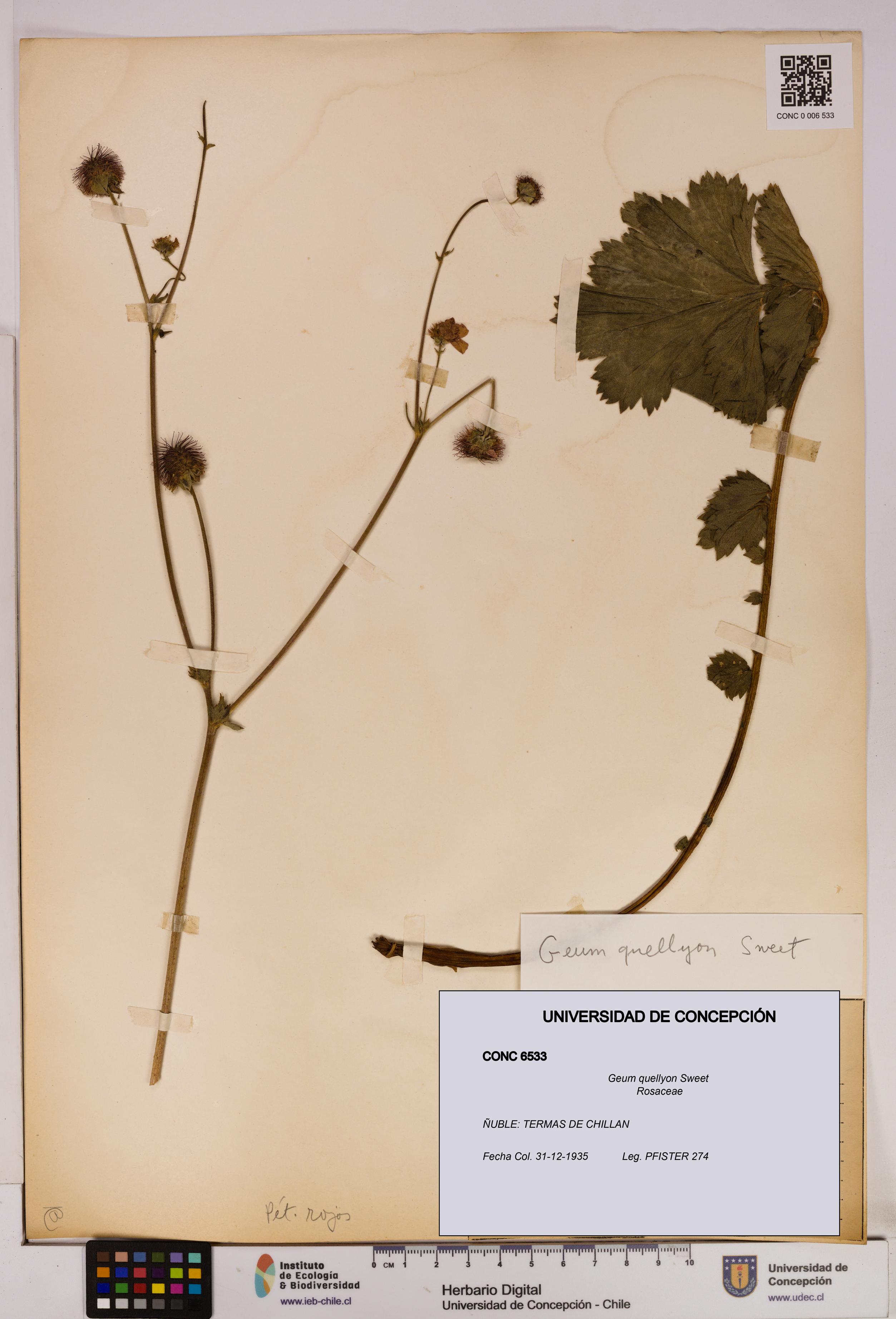 Geum quellyon [Espécimen: UDEC:CONC:0006533]