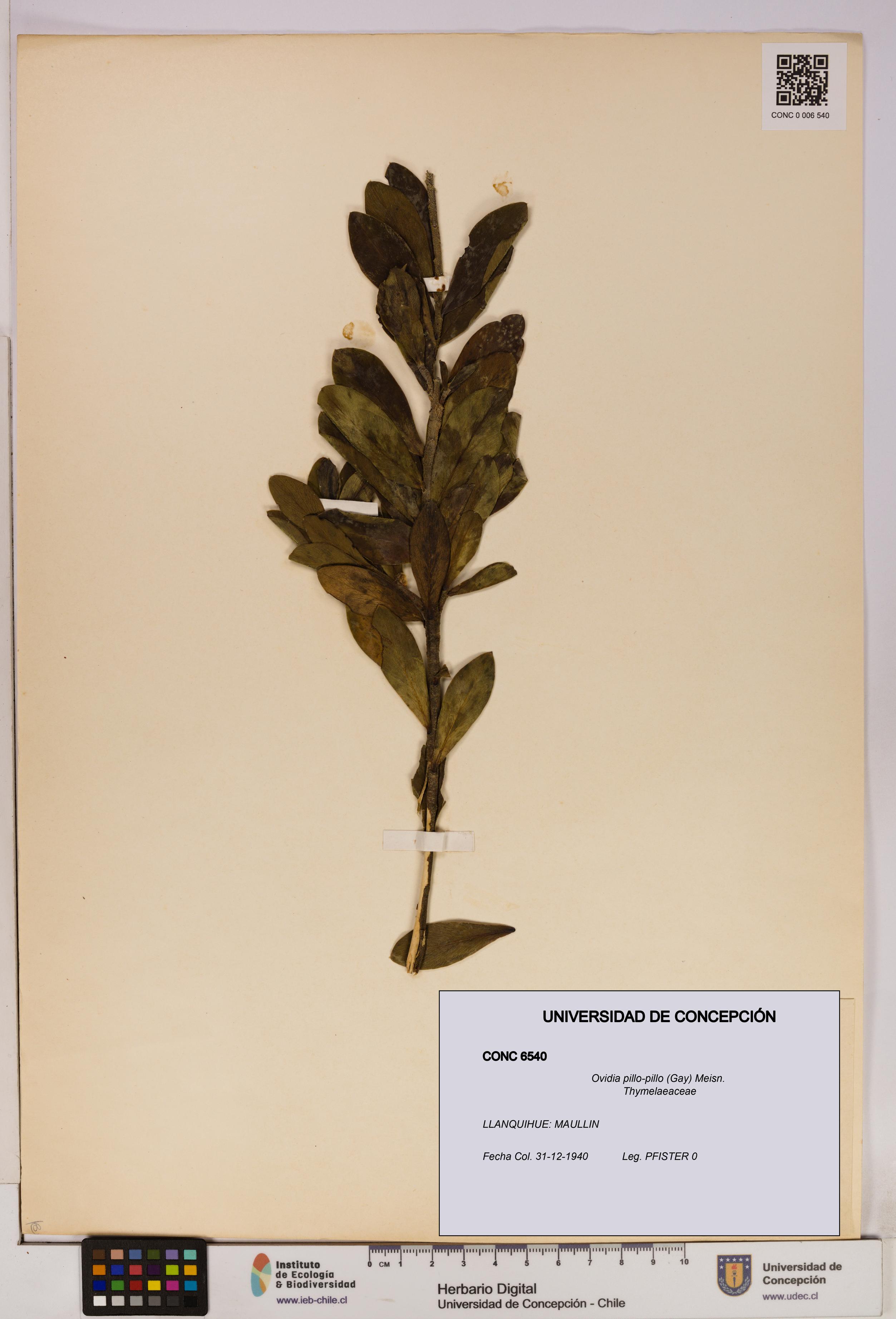 Ovidia pillo-pillo [Espécimen: UDEC:CONC:0006540]