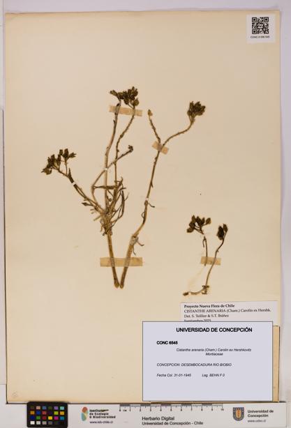 Cistanthe arenaria [Espécimen: UDEC:CONC:0006545]