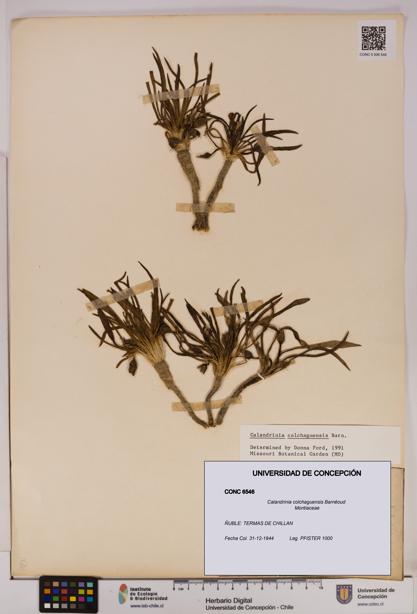 Calandrinia colchaguensis [Espécimen: UDEC:CONC:0006546]