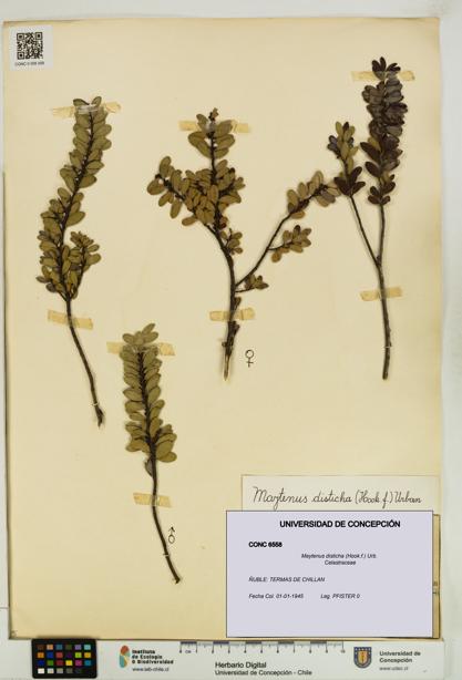 Maytenus disticha [Espécimen: UDEC:CONC:0006558]
