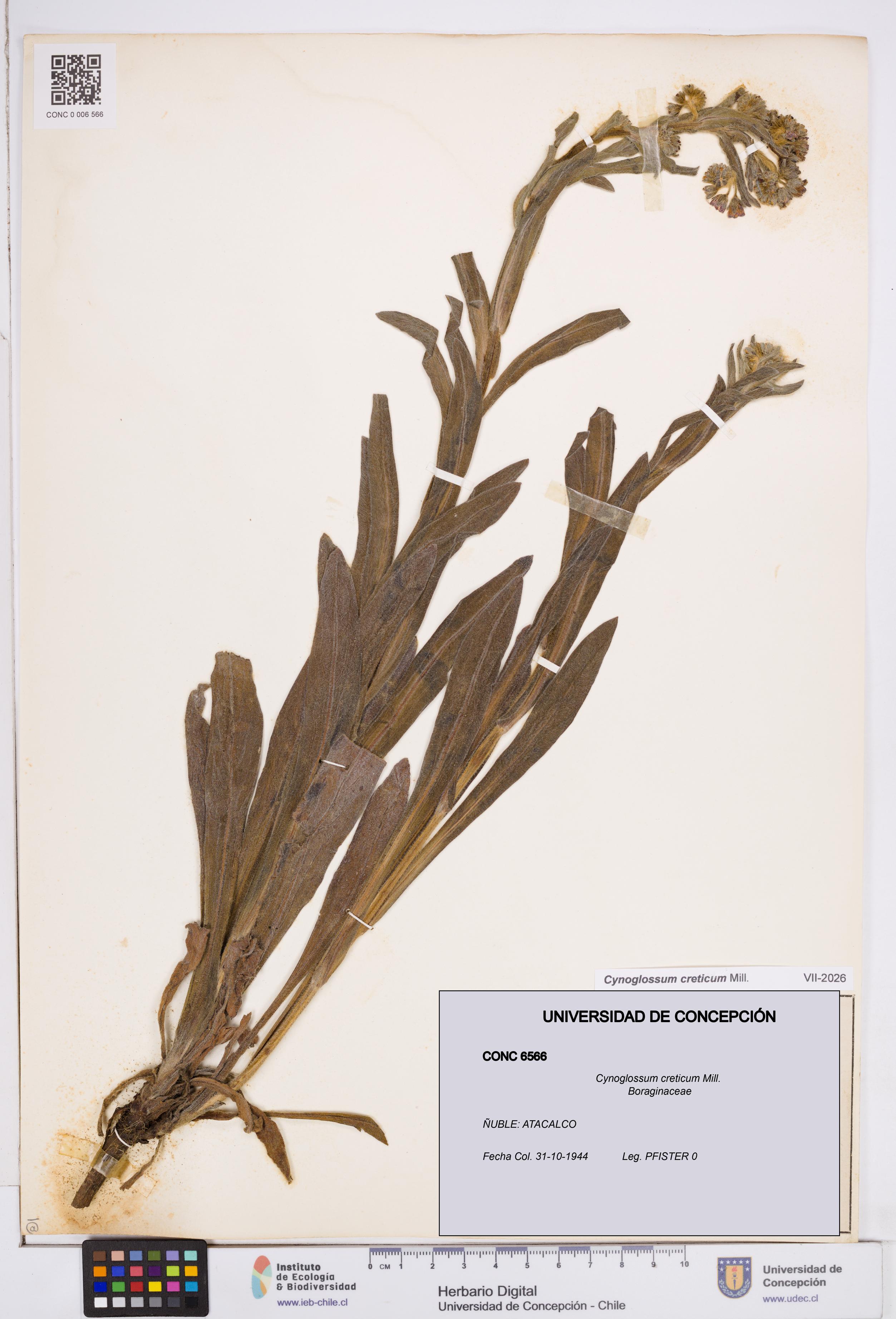 Cynoglossum creticum [Espécimen: ]