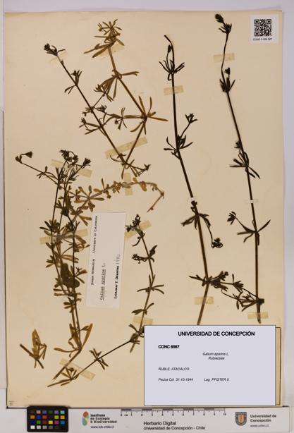 Galium aparine [Espécimen: UDEC:CONC:0006567]