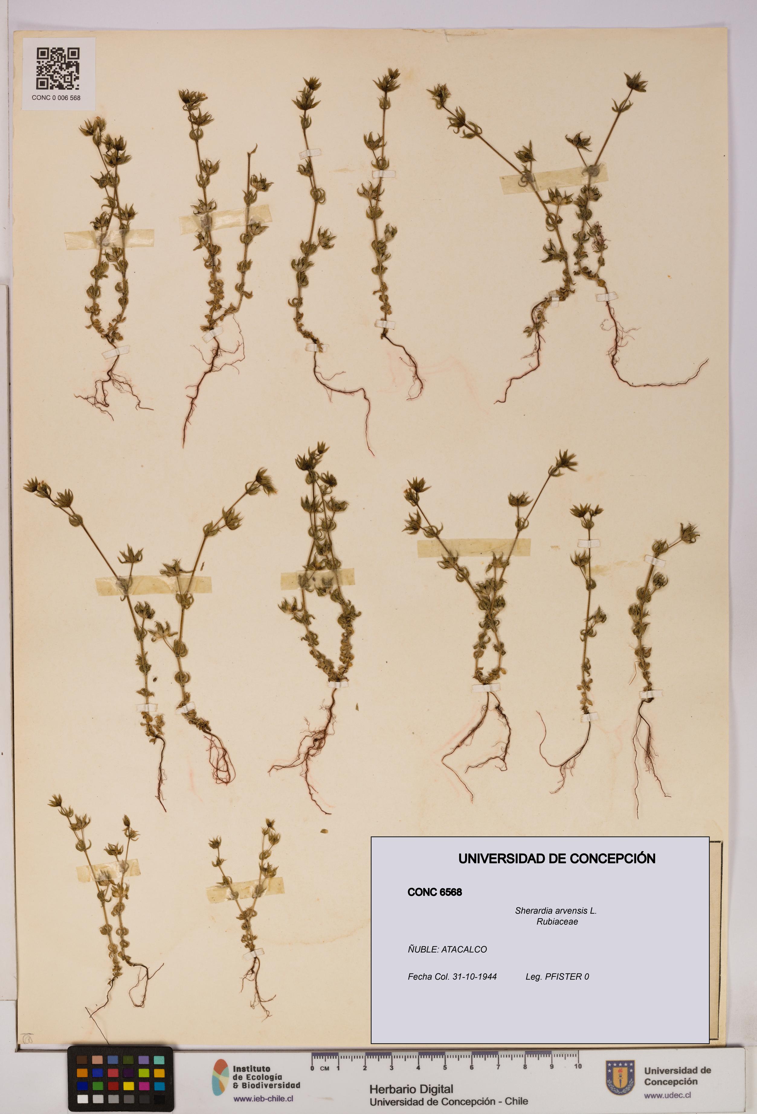 Sherardia arvensis [Espécimen: UDEC:CONC:0006568]