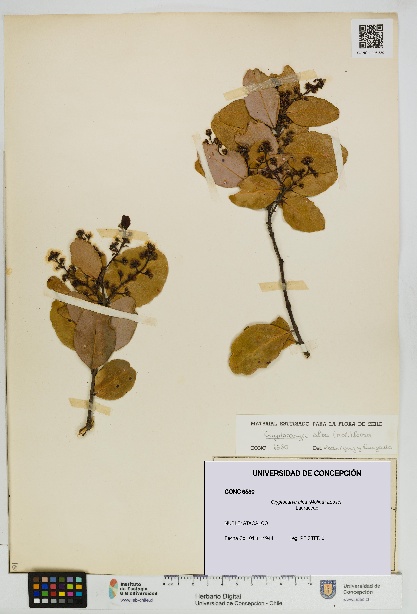 Cryptocarya alba [Espécimen: UDEC:CONC:0006580]