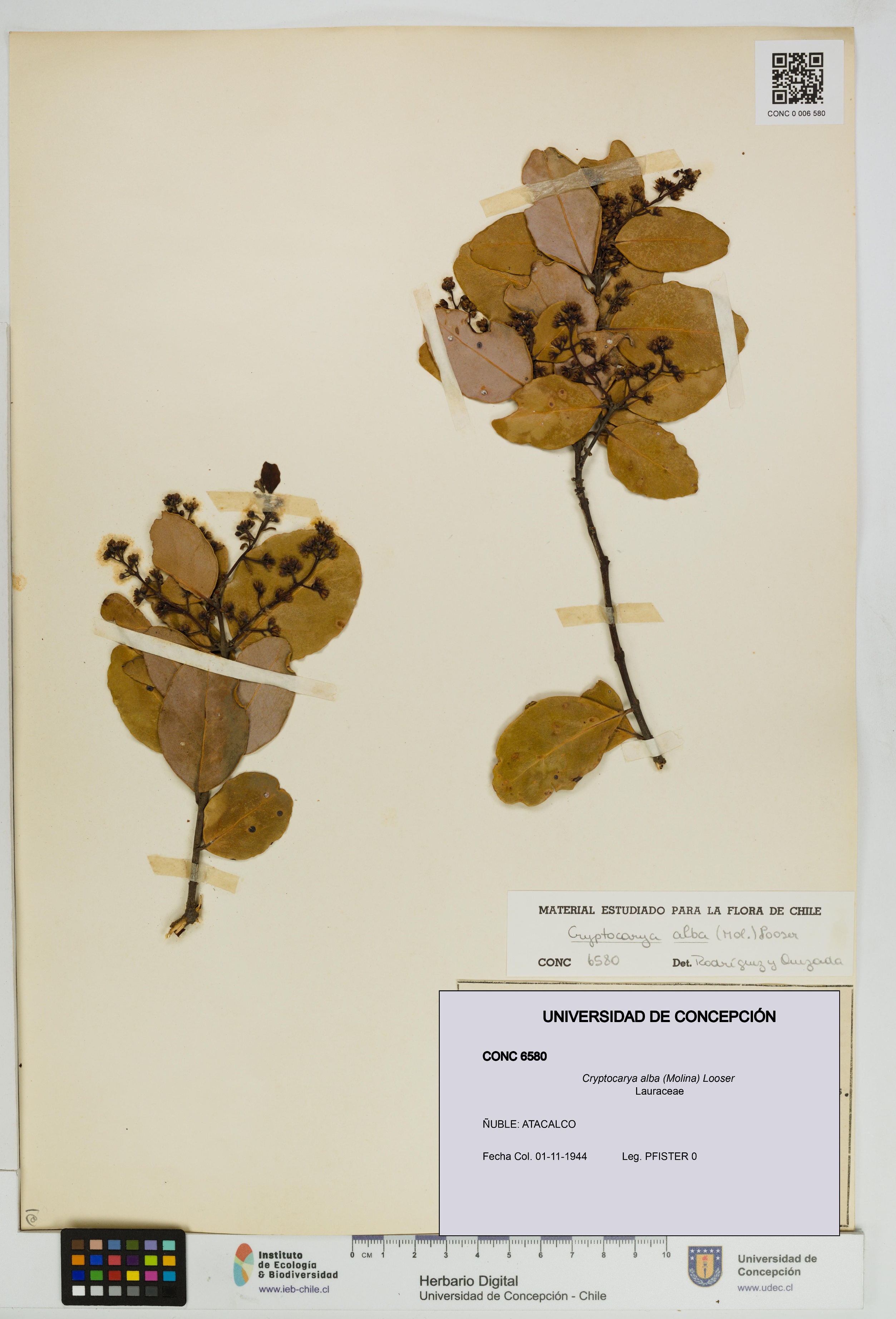 Cryptocarya alba [Espécimen: UDEC:CONC:0006580]