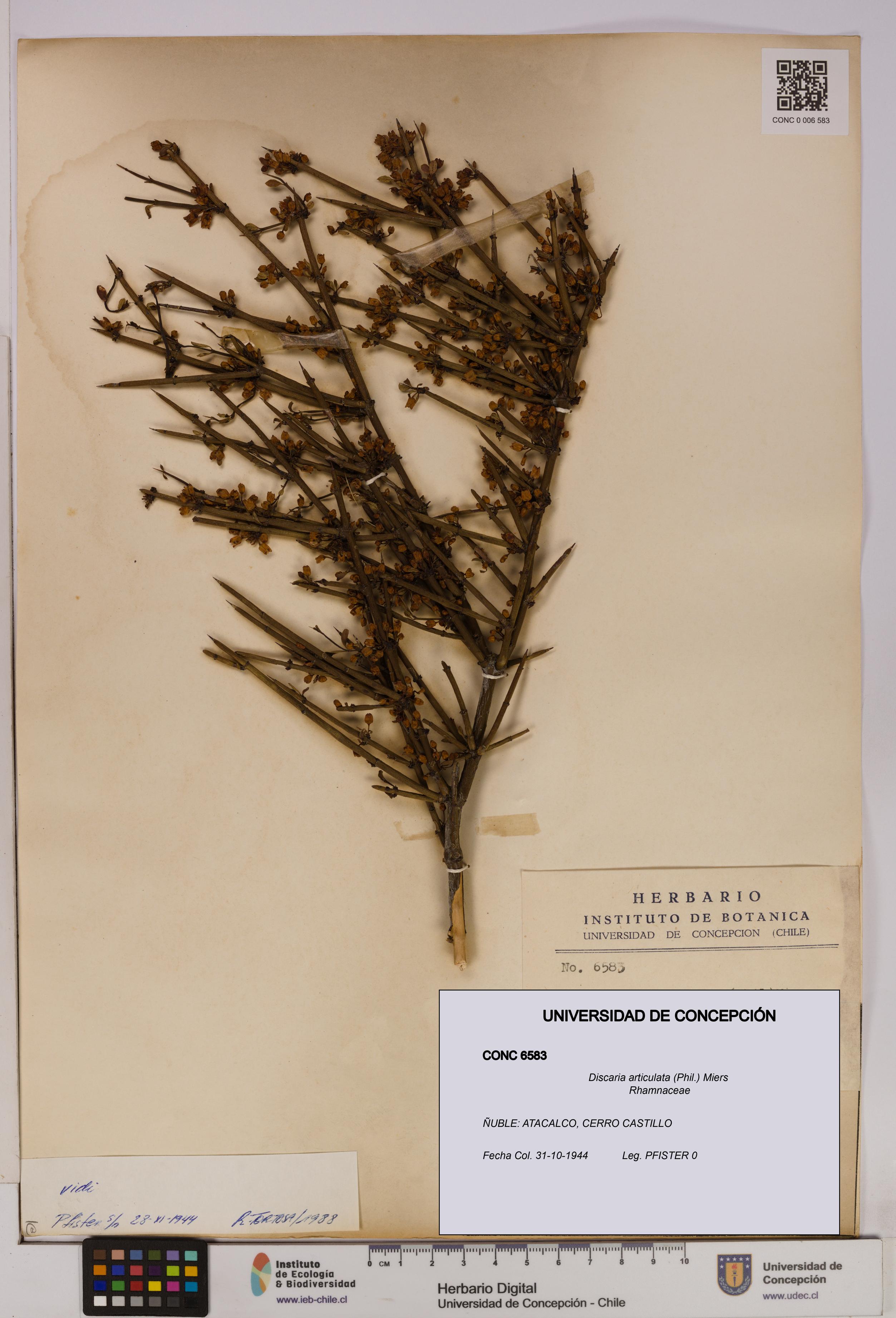 Discaria articulata [Espécimen: UDEC:CONC:0006583]