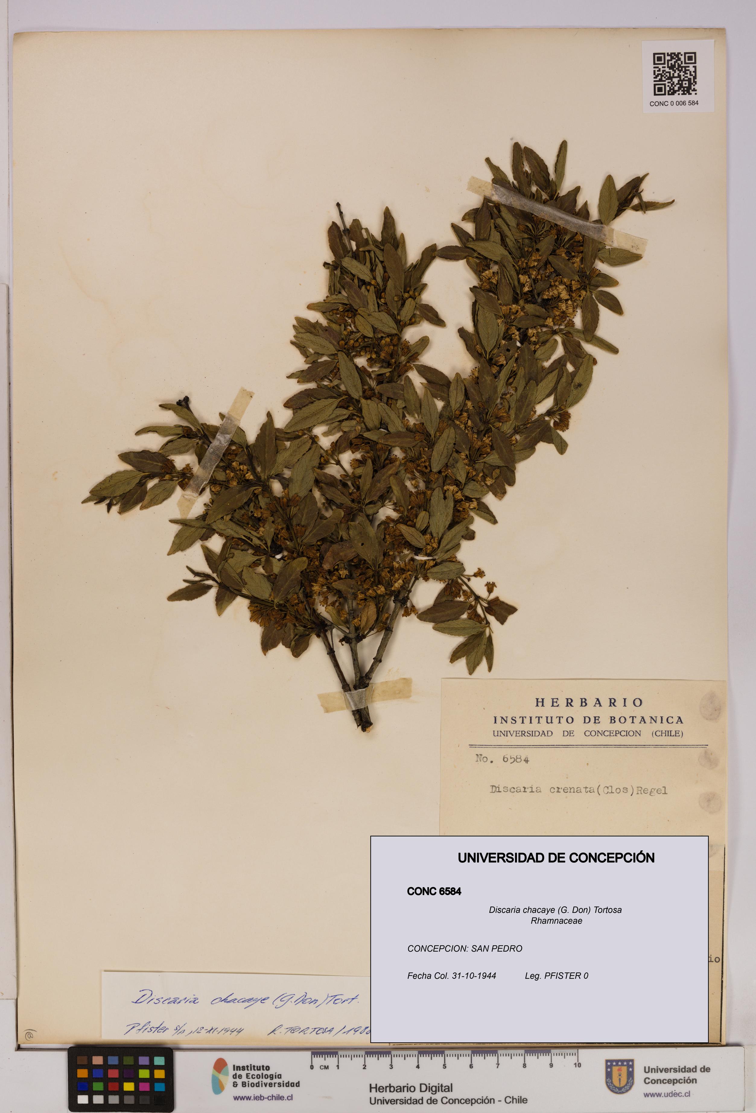 Discaria chacaye [Espécimen: UDEC:CONC:0006584]
