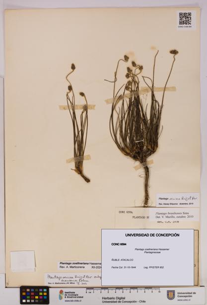 Plantago zoellneriana [Espécimen: UDEC:CONC:0006594]