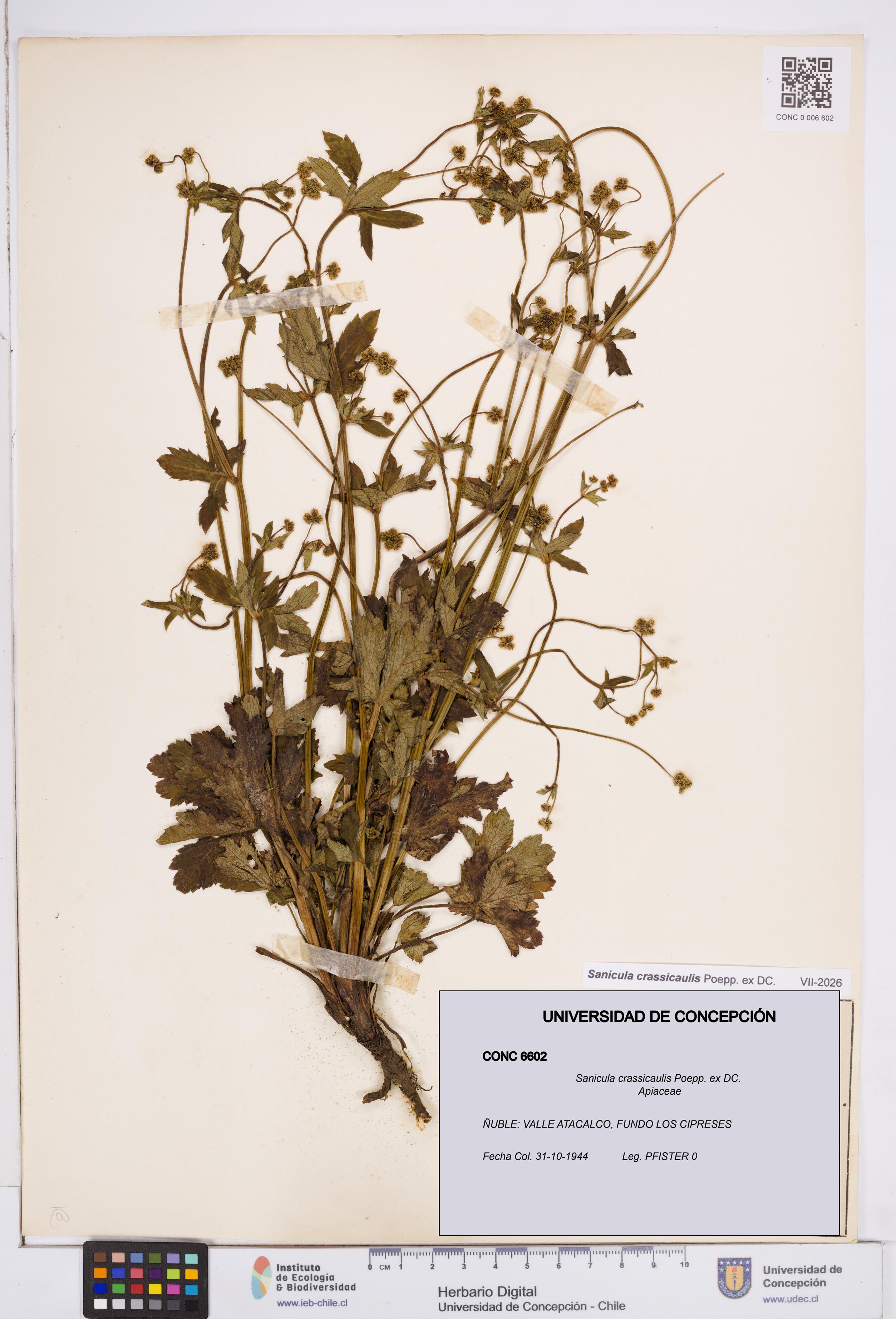Sanicula crassicaulis [Espécimen: ]