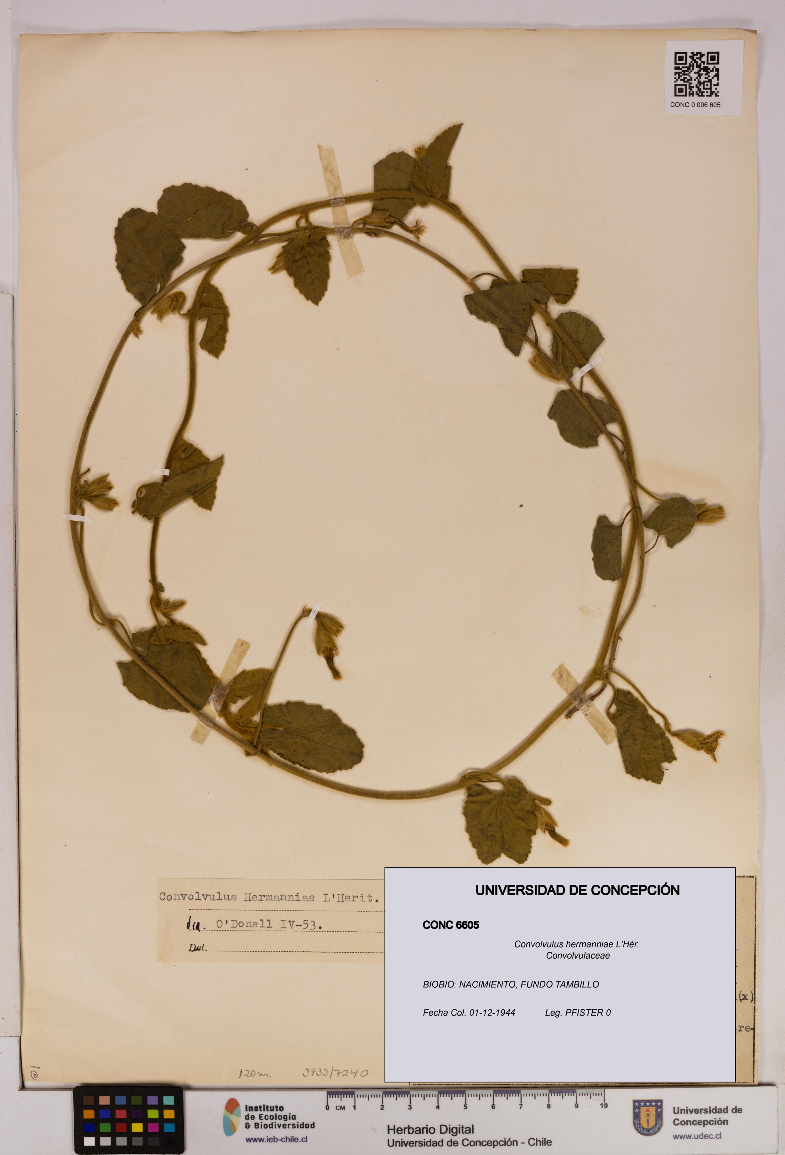 Convolvulus hermanniae [Espécimen: UDEC:CONC:0006605]