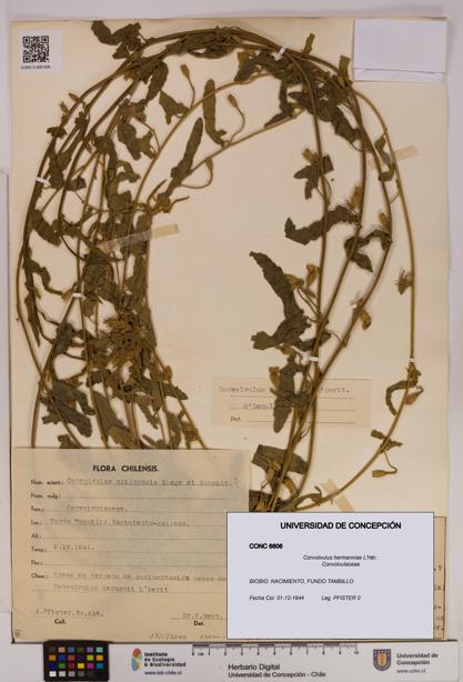 Convolvulus hermanniae [Espécimen: UDEC:CONC:0006606]
