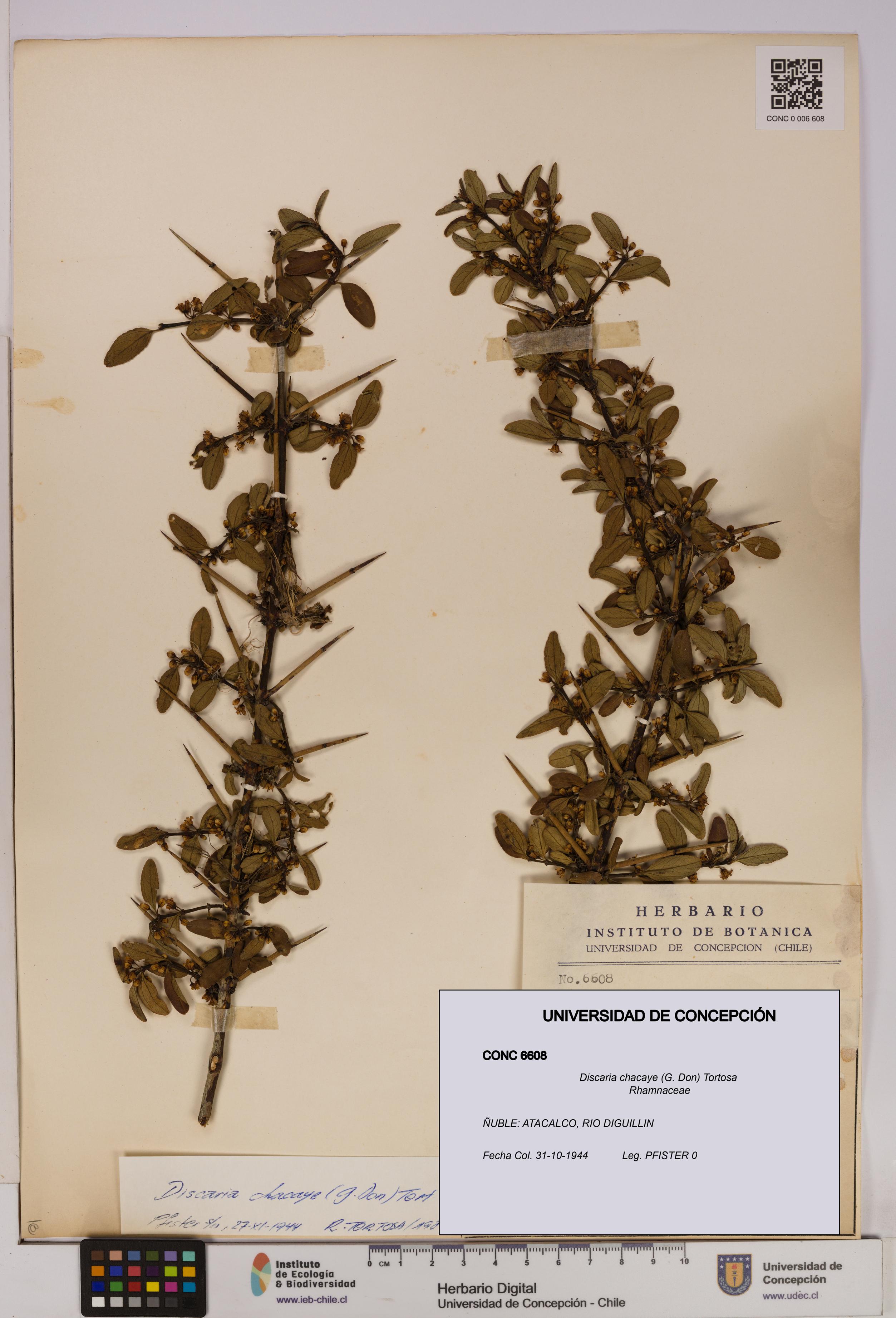 Discaria chacaye [Espécimen: UDEC:CONC:0006608]