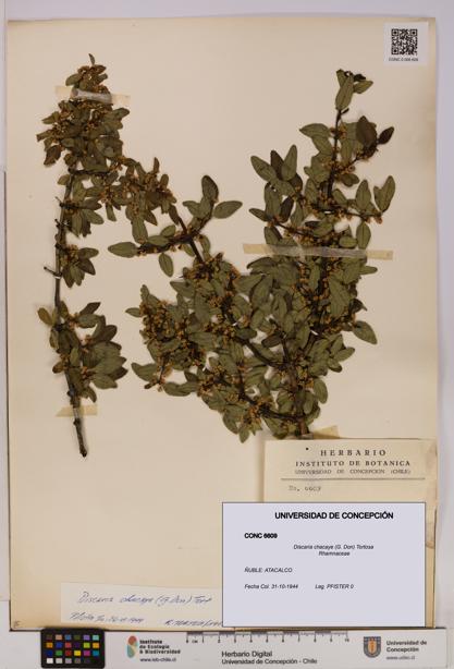 Discaria chacaye [Espécimen: UDEC:CONC:0006609]