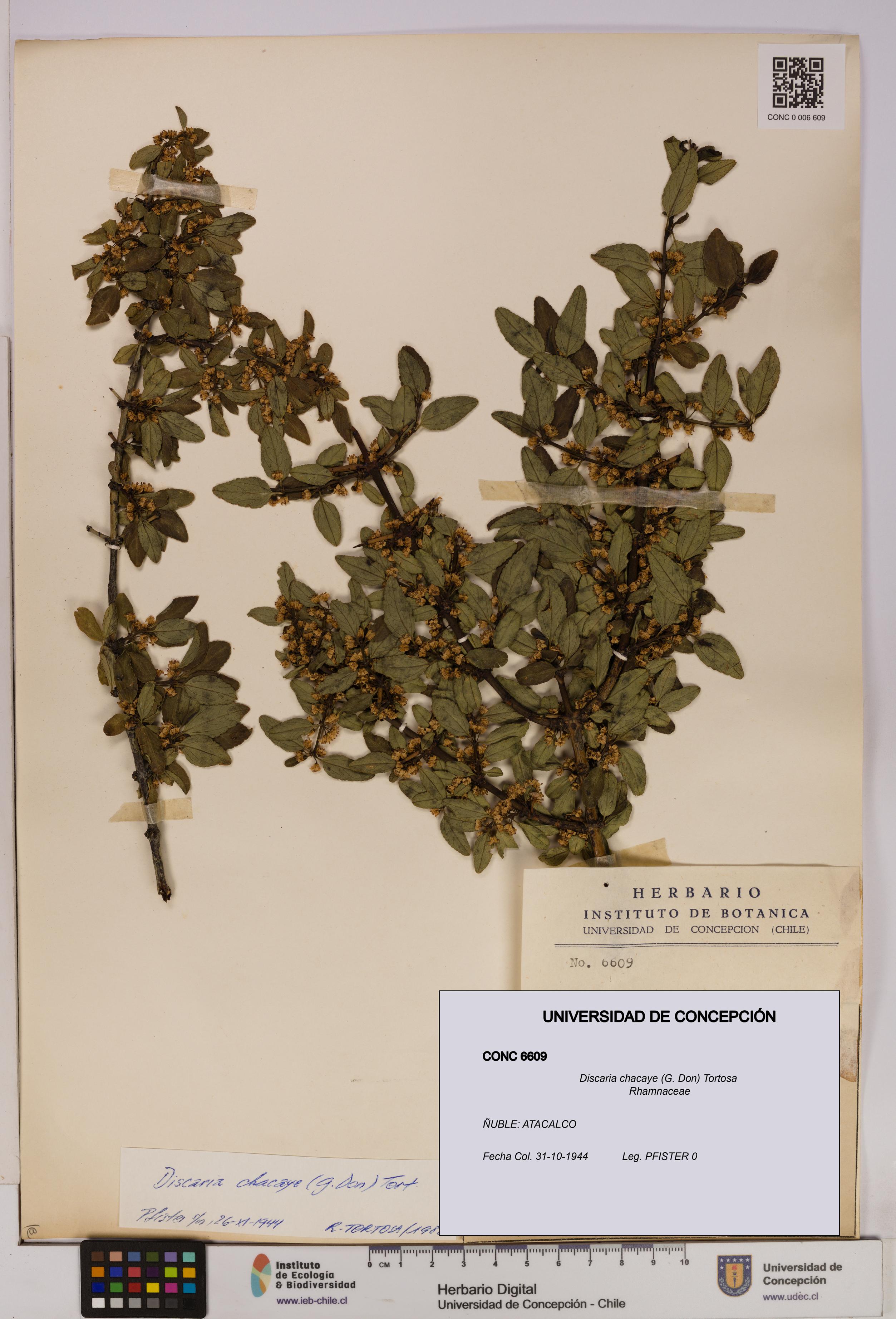 Discaria chacaye [Espécimen: UDEC:CONC:0006609]