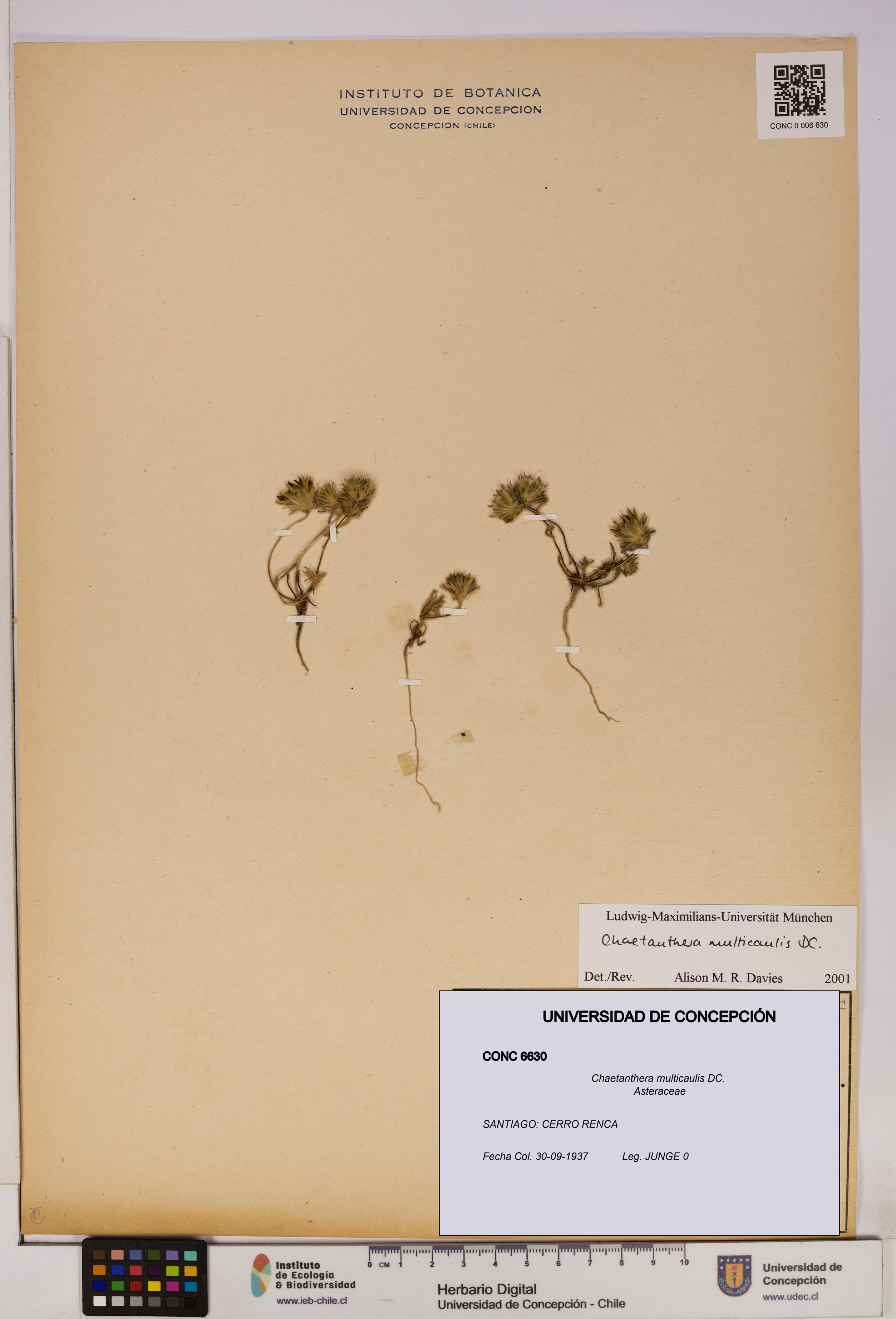Chaetanthera multicaulis [Espécimen: UDEC:CONC:0006630]