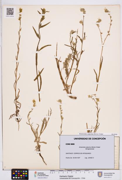Amsinckia calycina [Espécimen: ]