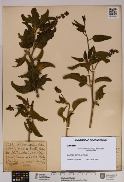 Anisomeria littoralis [Espécimen: UDEC:CONC:0006637]