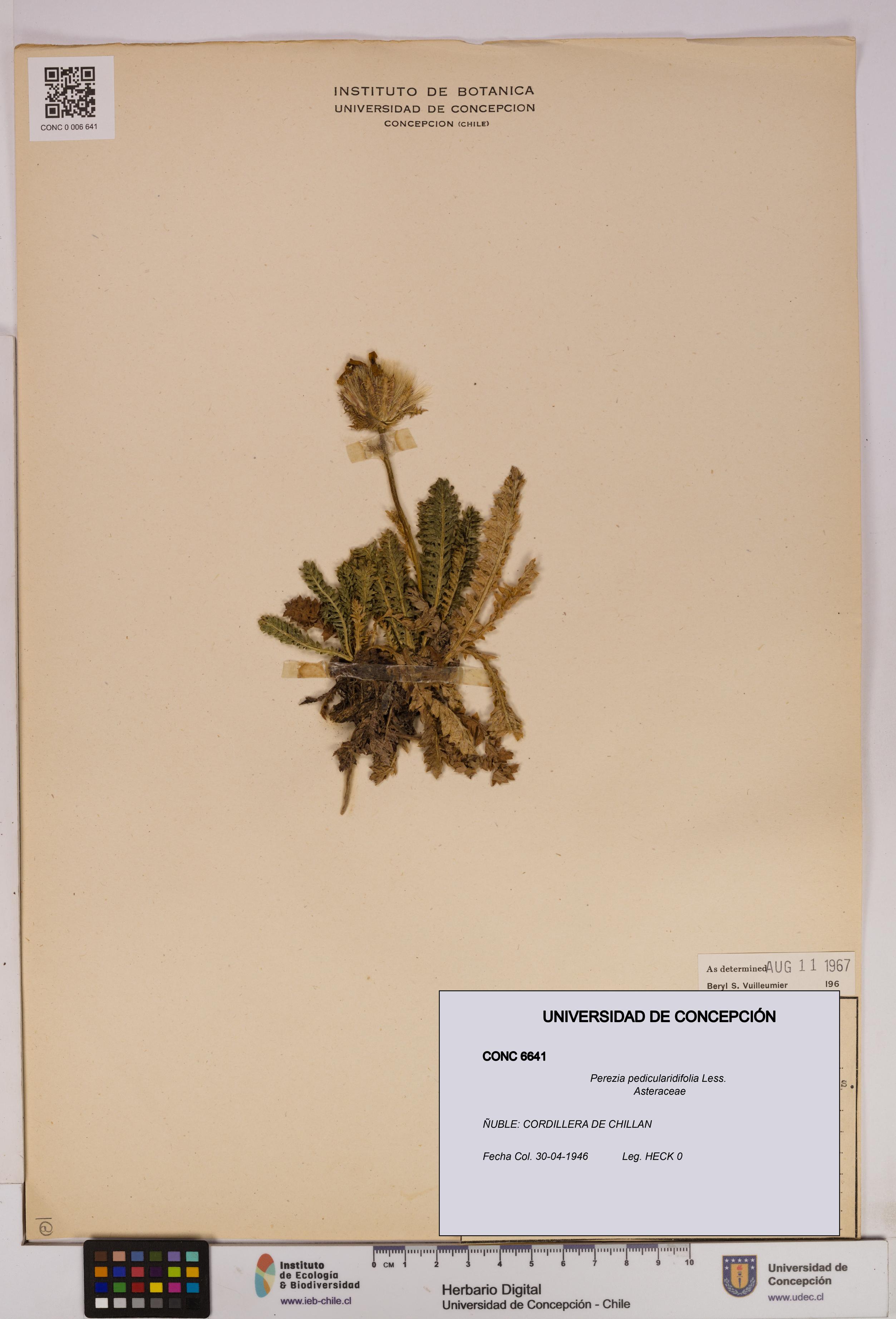 Perezia pedicularidifolia [Espécimen: UDEC:CONC:0006641]
