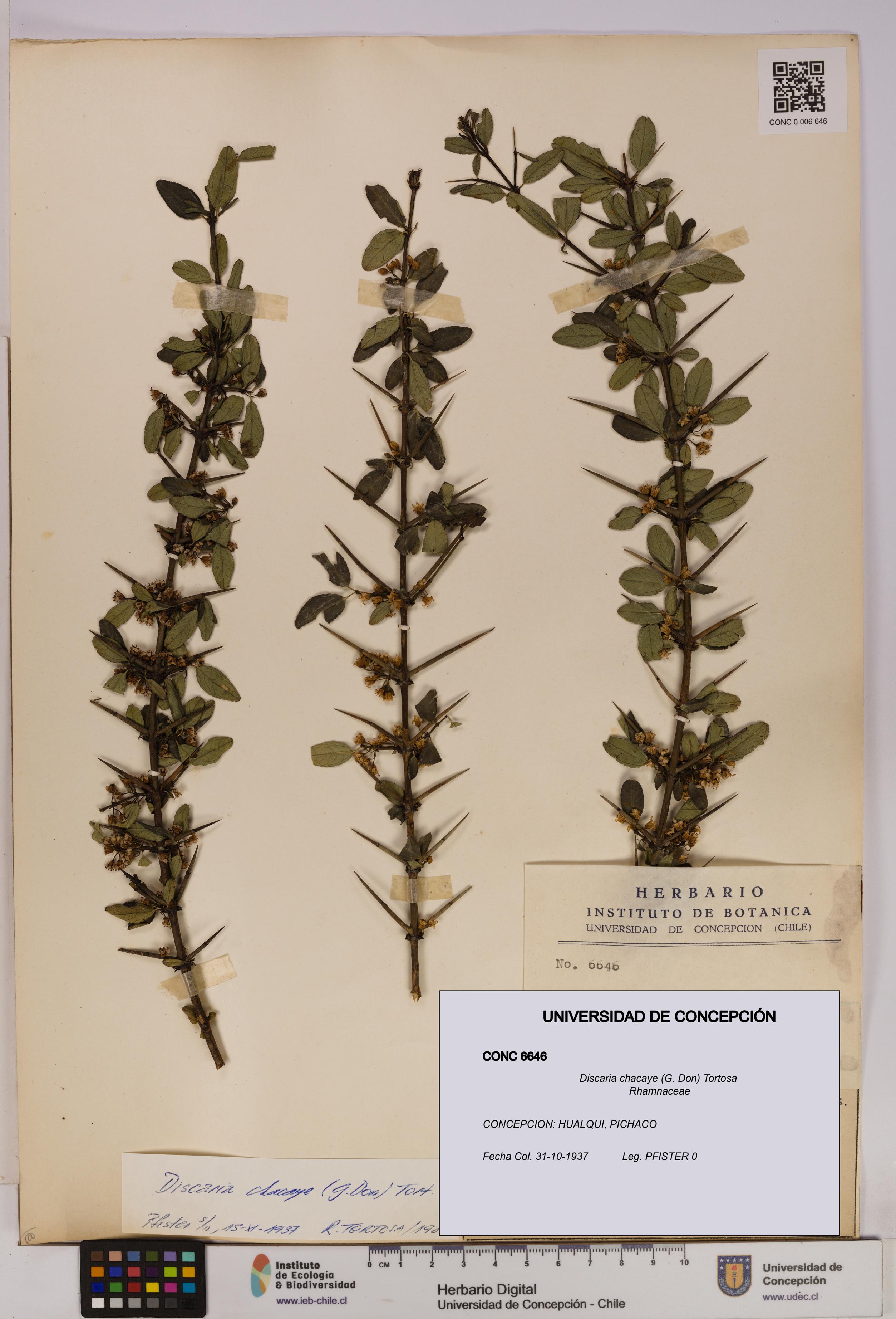Discaria chacaye [Espécimen: UDEC:CONC:0006646]