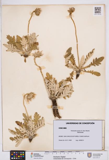 Trichocline aurea [Espécimen: ]