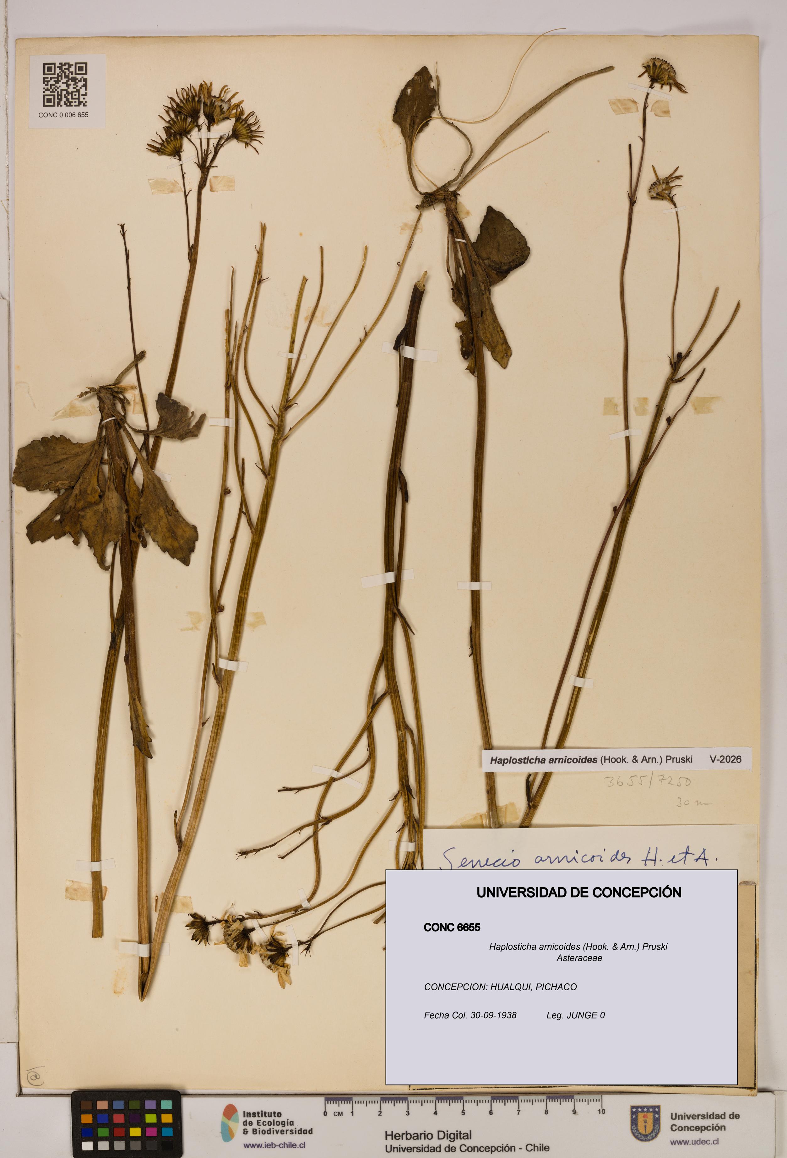Haplosticha arnicoides [Espécimen: UDEC:CONC:0006655]
