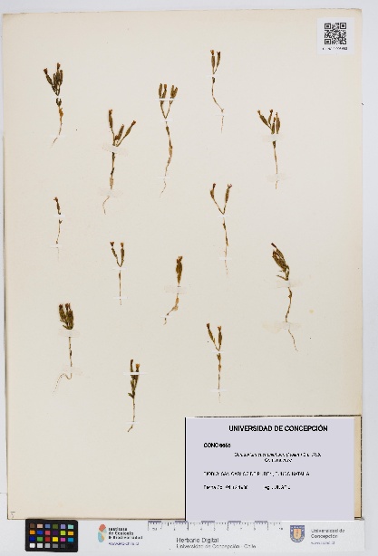 Centaurium cachanlahuen [Espécimen: UDEC:CONC:0006658]