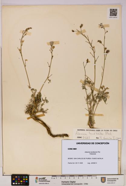 Adesmia landbeckii [Espécimen: UDEC:CONC:0006661]