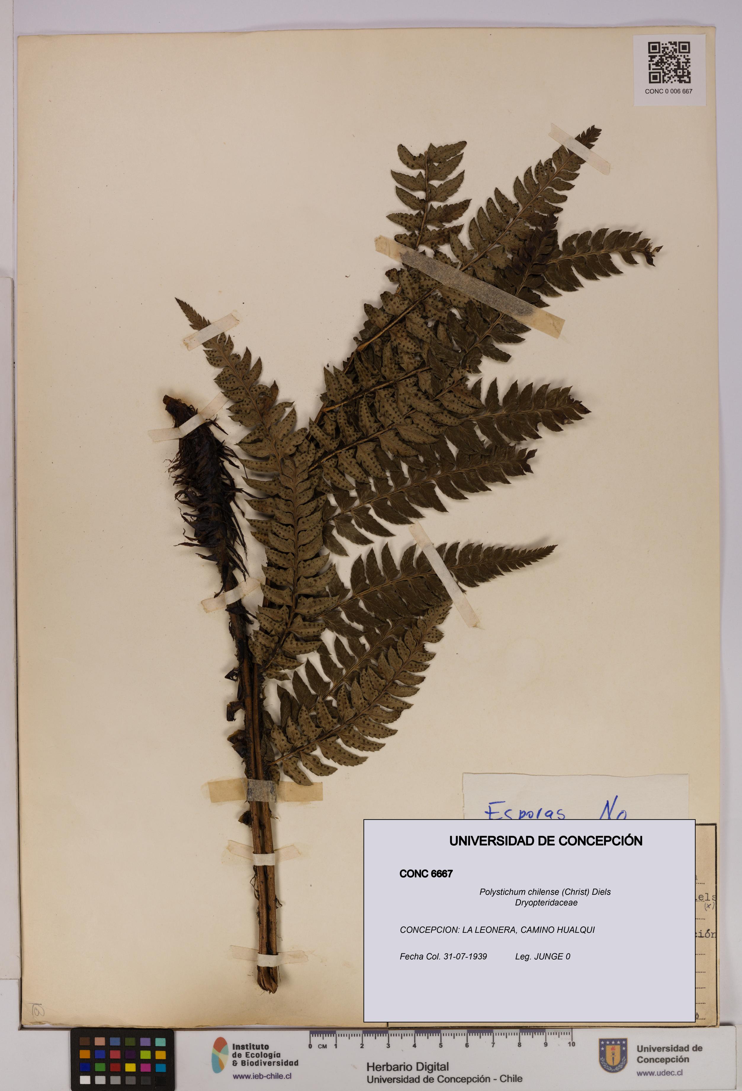 Polystichum chilense [Espécimen: UDEC:CONC:0006667]