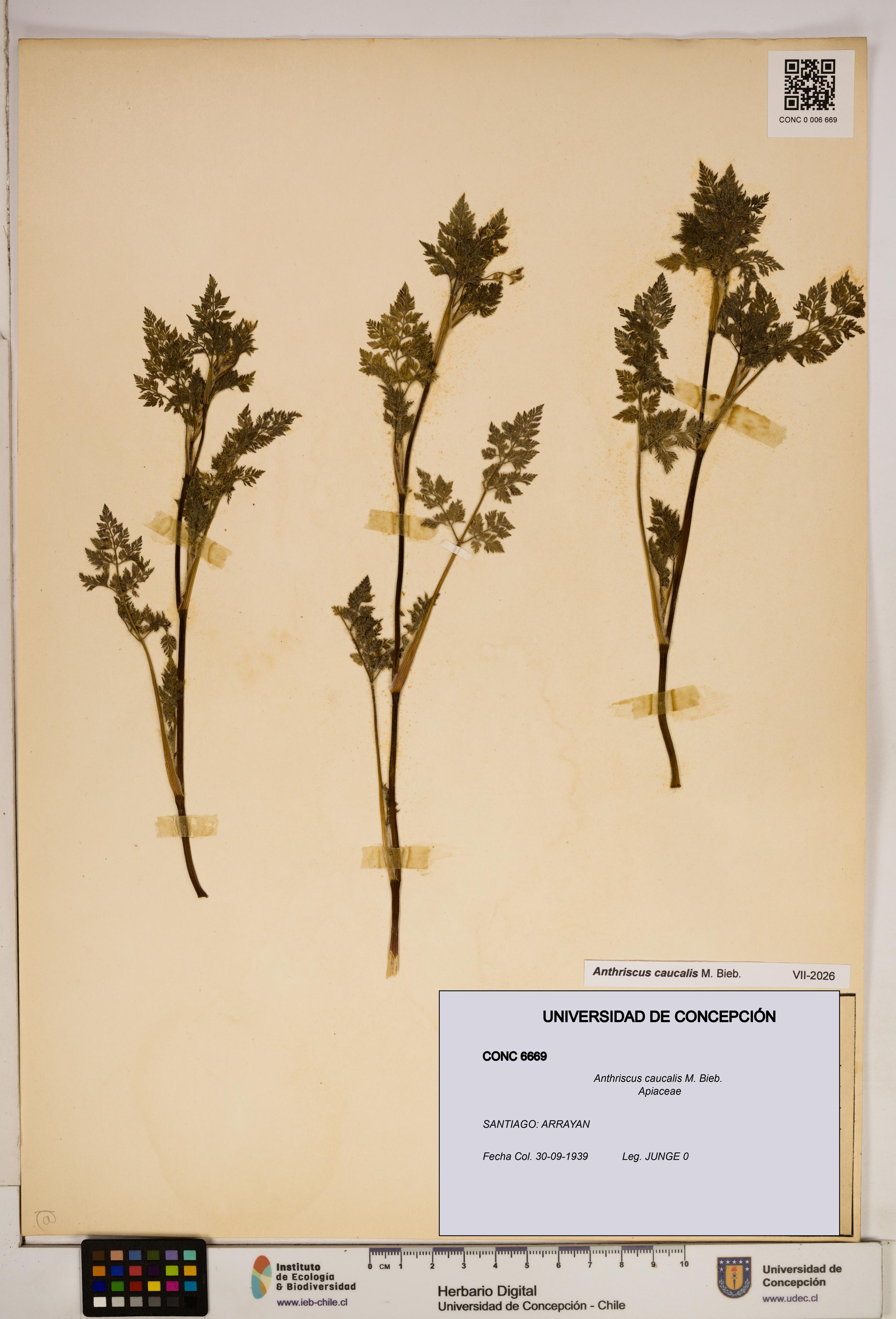 Anthriscus caucalis [Espécimen: ]