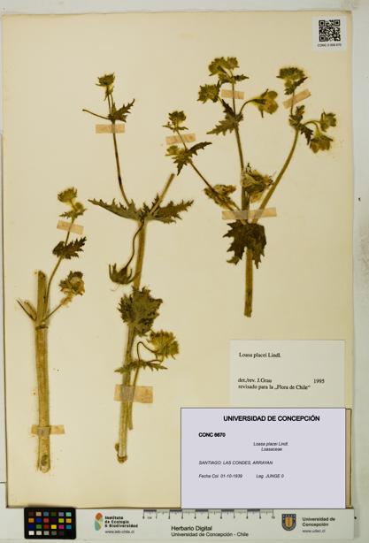 Loasa placei [Espécimen: UDEC:CONC:0006670]