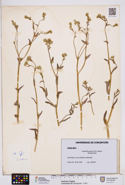 Cryptantha aprica [Espécimen: ]