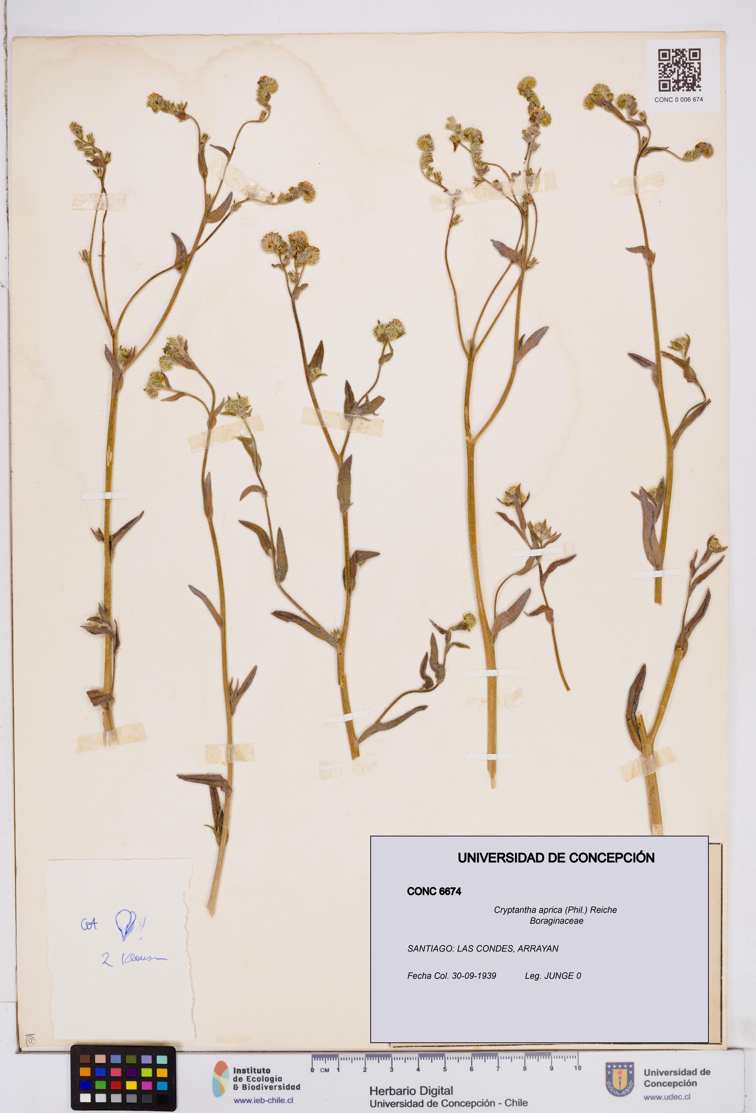 Cryptantha aprica [Espécimen: ]