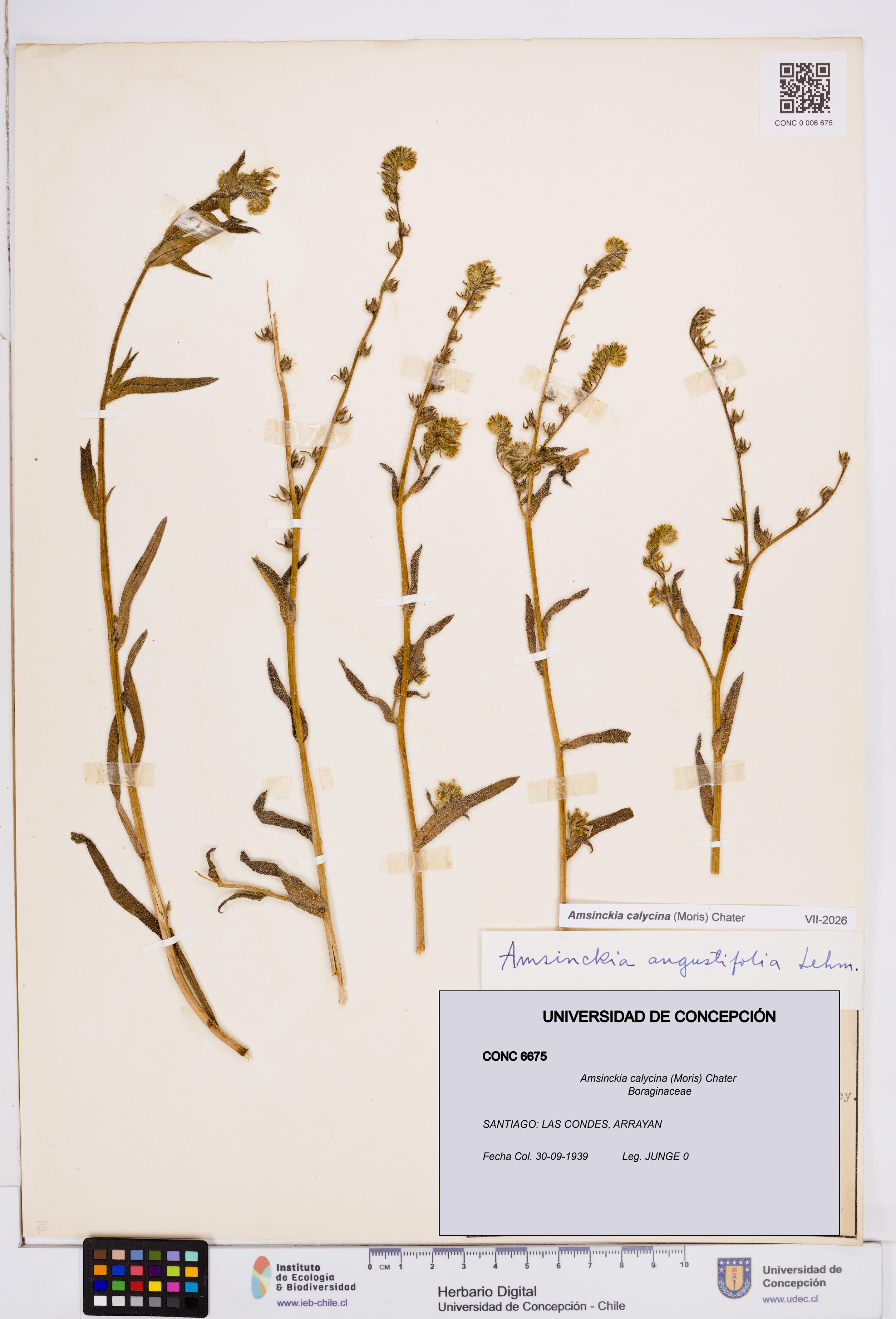Amsinckia calycina [Espécimen: ]