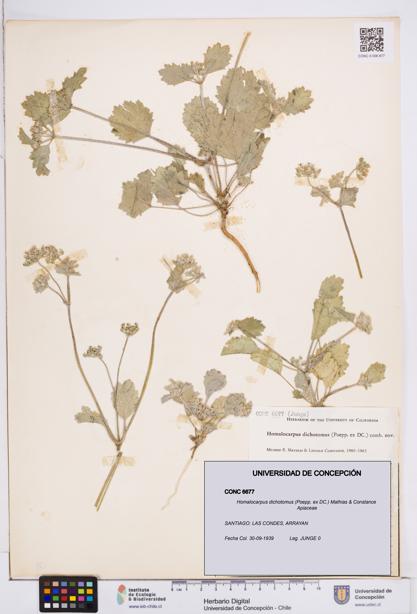 Homalocarpus dichotomus [Espécimen: ]
