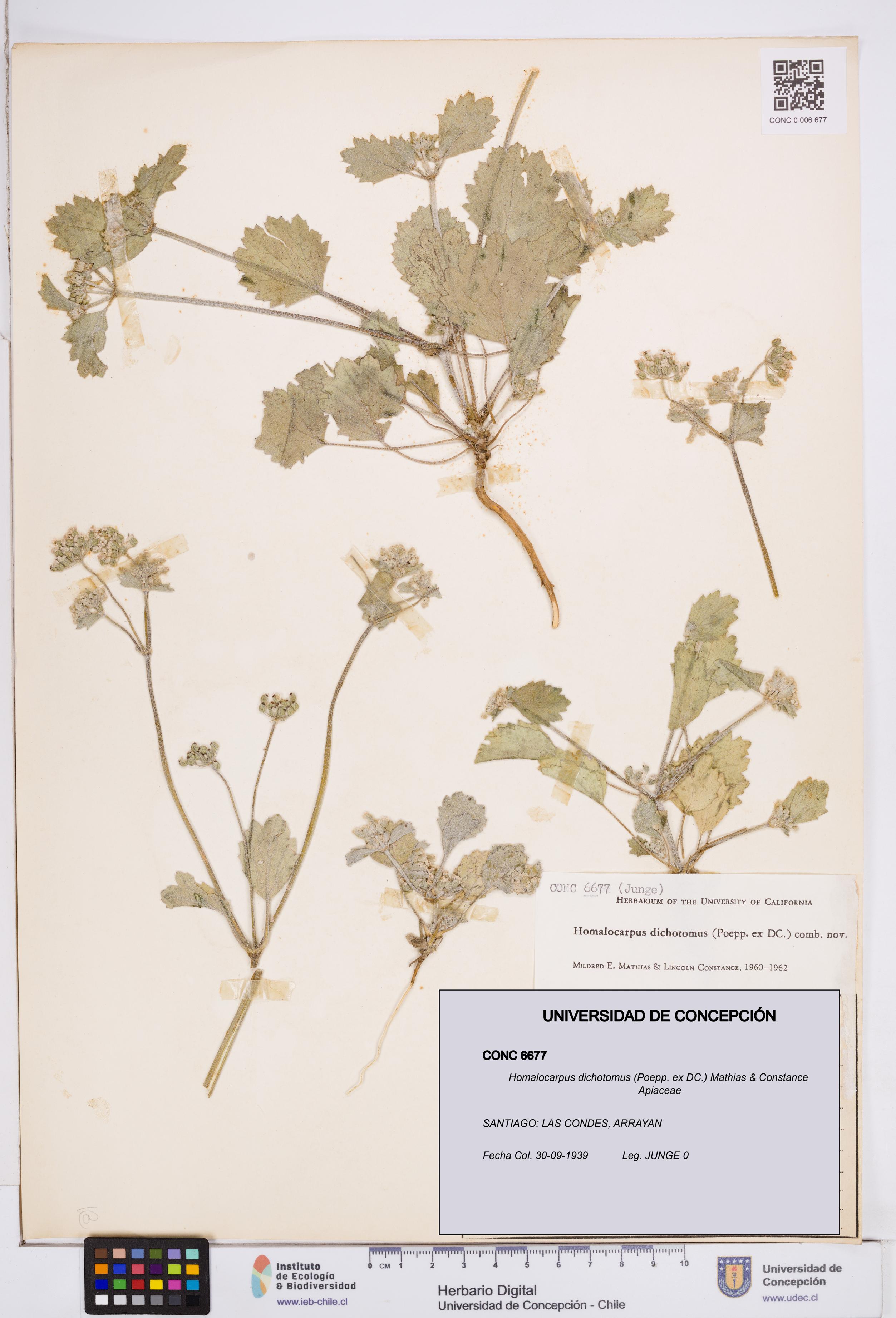 Homalocarpus dichotomus [Espécimen: ]